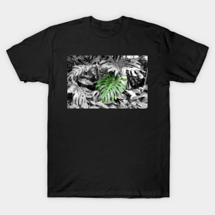 Monstera (Fosters botanical garden, Honolulu, HI) T-Shirt